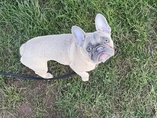 French Bulldog dogs Skye 🐾 🩵 looking for her forever home 🩵 - Advert 2
