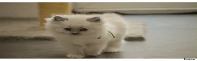 Ragdoll 3