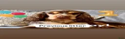 Cocker Spaniel dogs for sale: SHOW COCKER SPANIELS in Epping - Advert 8