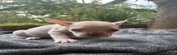 French Bulldog dogs for sale: Beautiful French bulldogs in Ilford - Advert 6