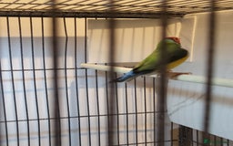 Finches birds for sale: Gouldian finches pairs  - Image 12