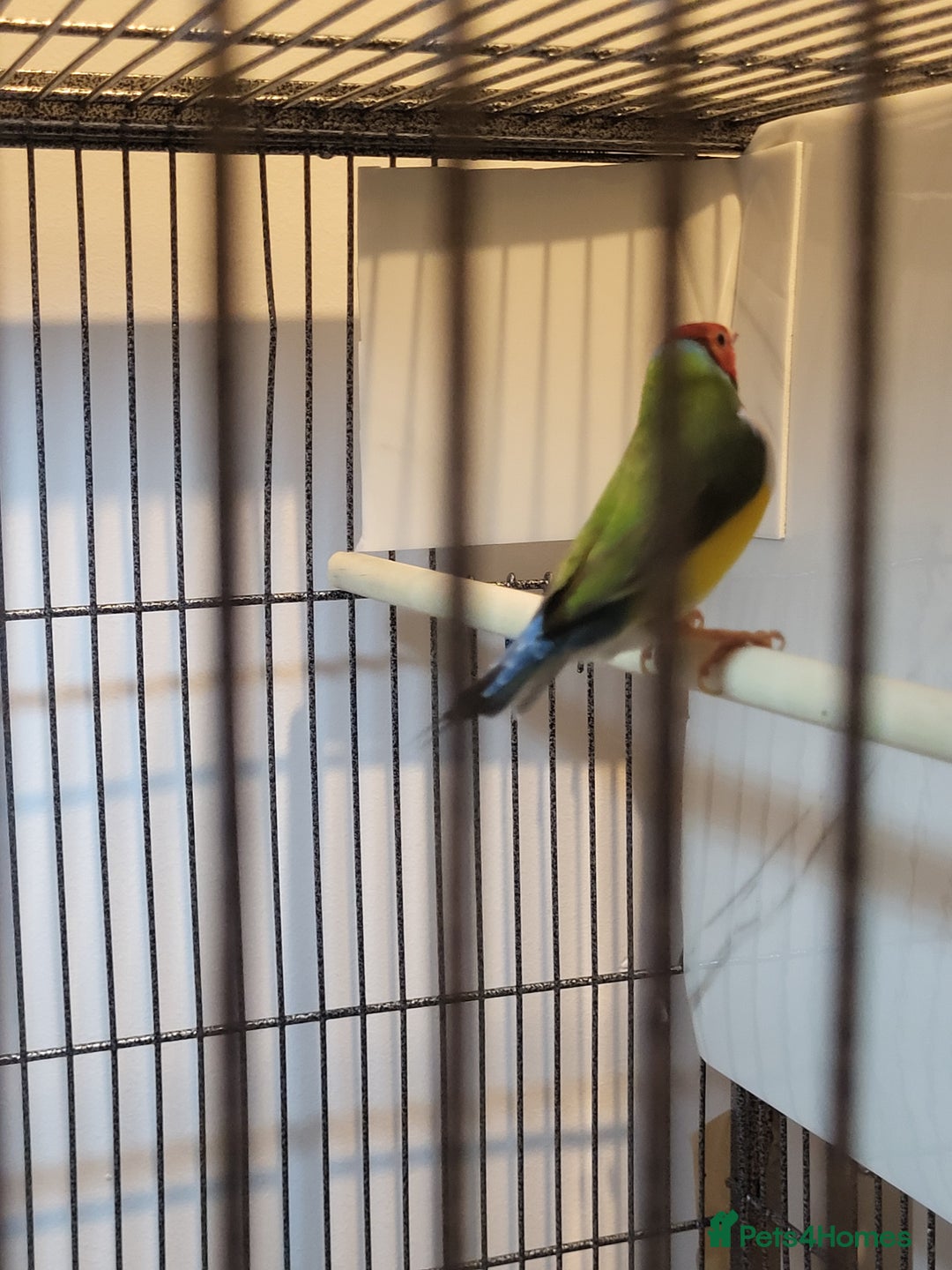 Finches birds for sale: Gouldian finches pairs  - Image 12