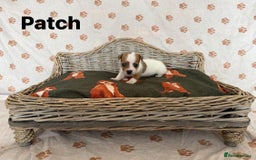 Jack Russell dogs for sale:  JACK RUSSELL PUPPIES READY NOW  - Image 9