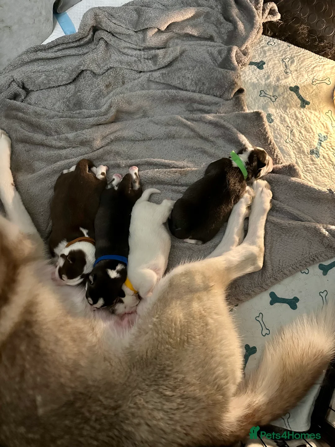 Siberian Husky dogs for sale: 4 Beautiful Siberian Husky Puppies - Advert 17