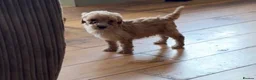 Cockapoo dogs for sale: Beautiful litter of F2 Cockapoo puppies  - Advert 14