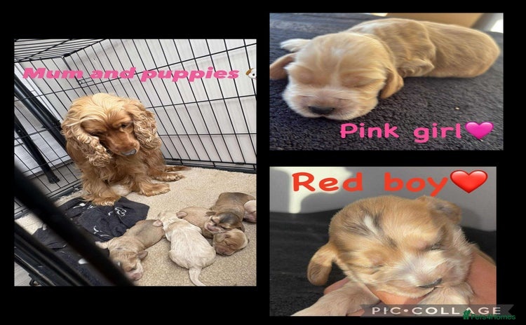 Cocker Spaniel dogs - Advert 13