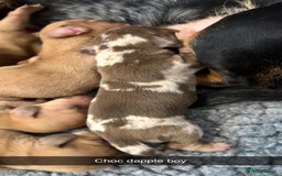 Miniature Dachshund dogs for sale: Miniature Dachshund Puppies - Image 5