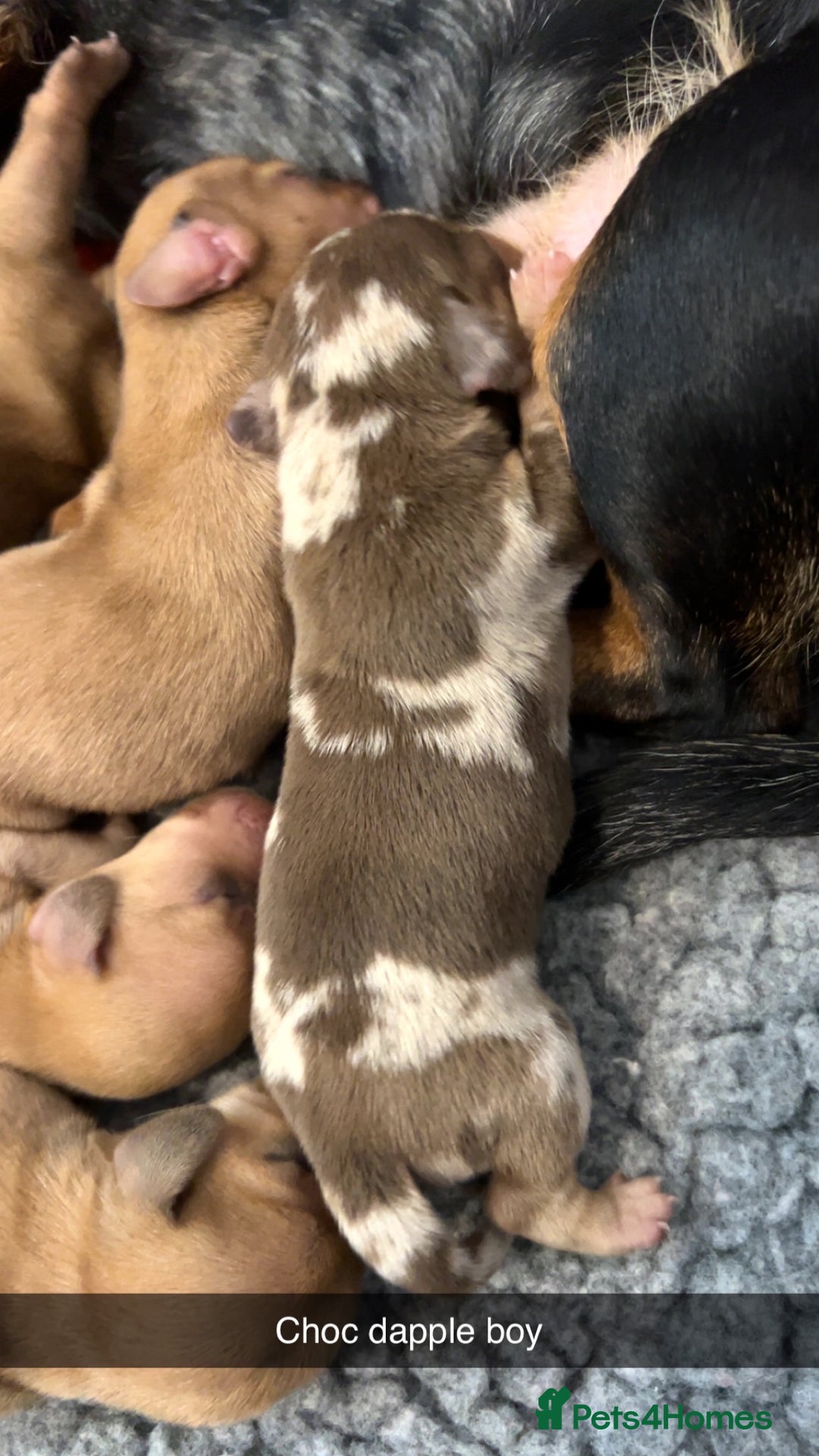 Miniature Dachshund dogs for sale: Miniature Dachshund Puppies - Image 5