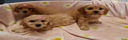 Cavapoochon dogs for sale: Gorgeous Cavapoochon Puppies for sale! - Advert 5