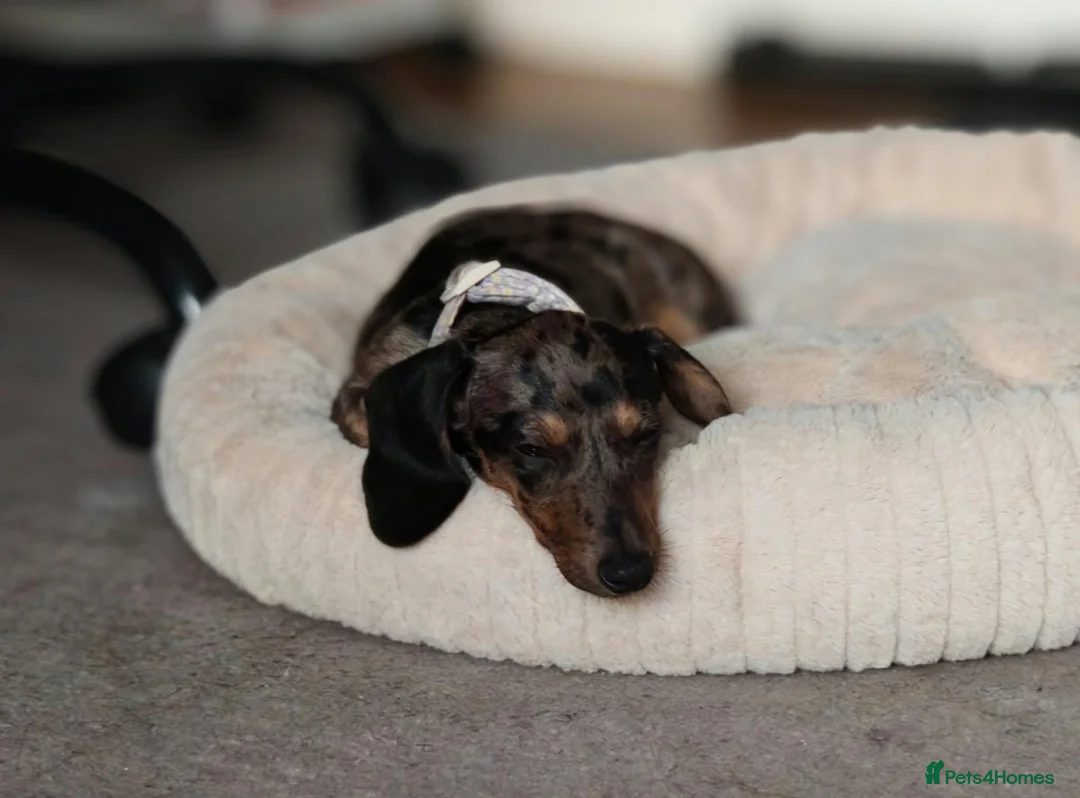 Miniature Dachshund dogs for sale: Female miniature dachshund for sale in Barnsley - Advert 10