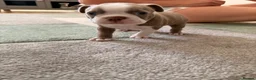 Boston Terrier dogs for sale: 8th Generation KC Reg Boston Terrier Puppies  - Advert 8