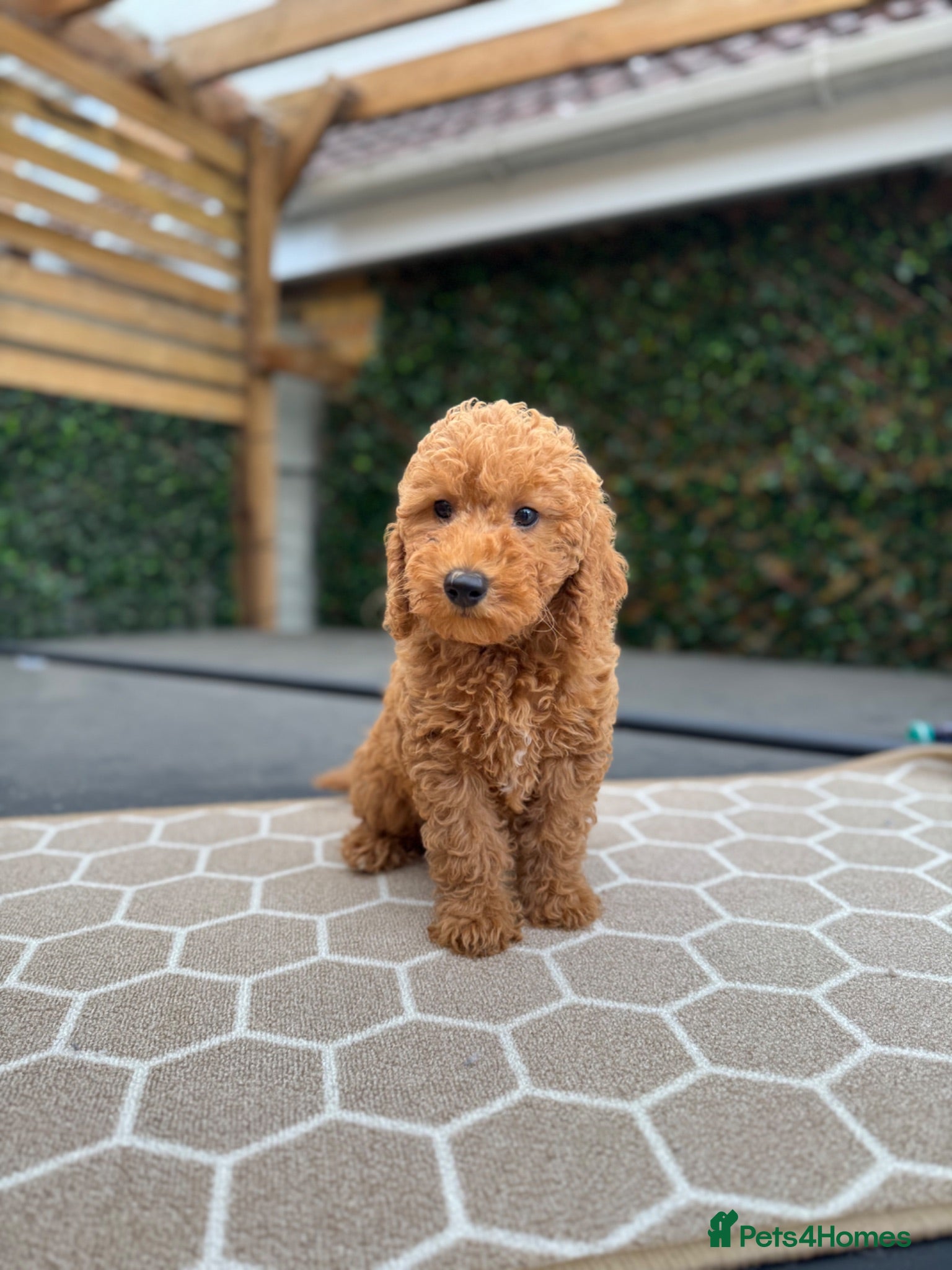 Cavapoo dogs 🐶 LAST GORGEOUS BOY READY NOW 🐶  - Advert 9