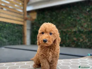 Cavapoo dogs 🐶 LAST GORGEOUS BOY READY NOW 🐶 - Advert 9