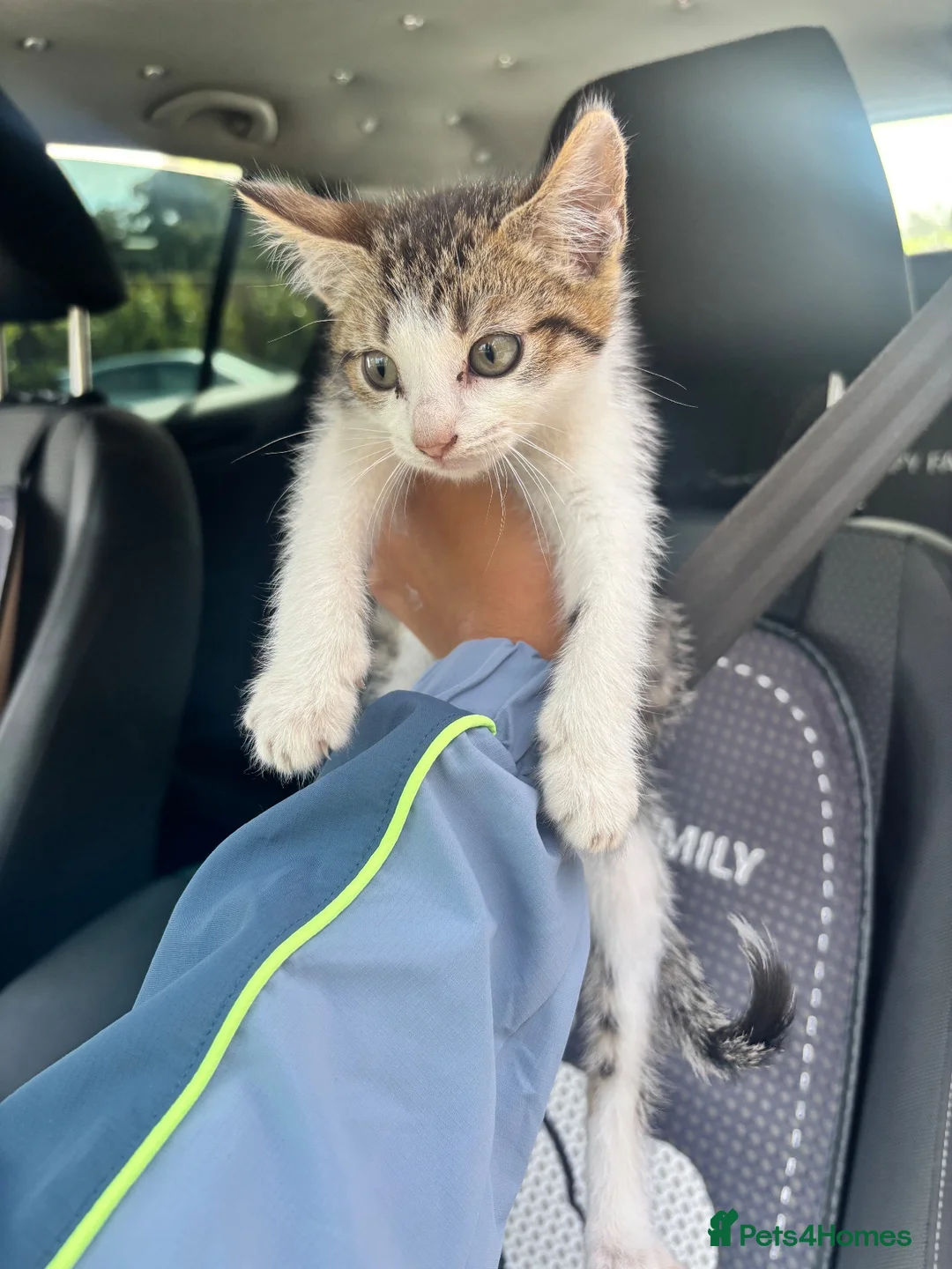 Mixed Breed cats for sale: Kittens for sale  in Telford - Advert 12
