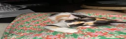 Mixed Breed cats for sale: Stunning kittens available now - Advert 9