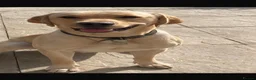 Labrador Retriever dogs for sale: Fantastic Royal Kennel Club Puppies  - Advert 12