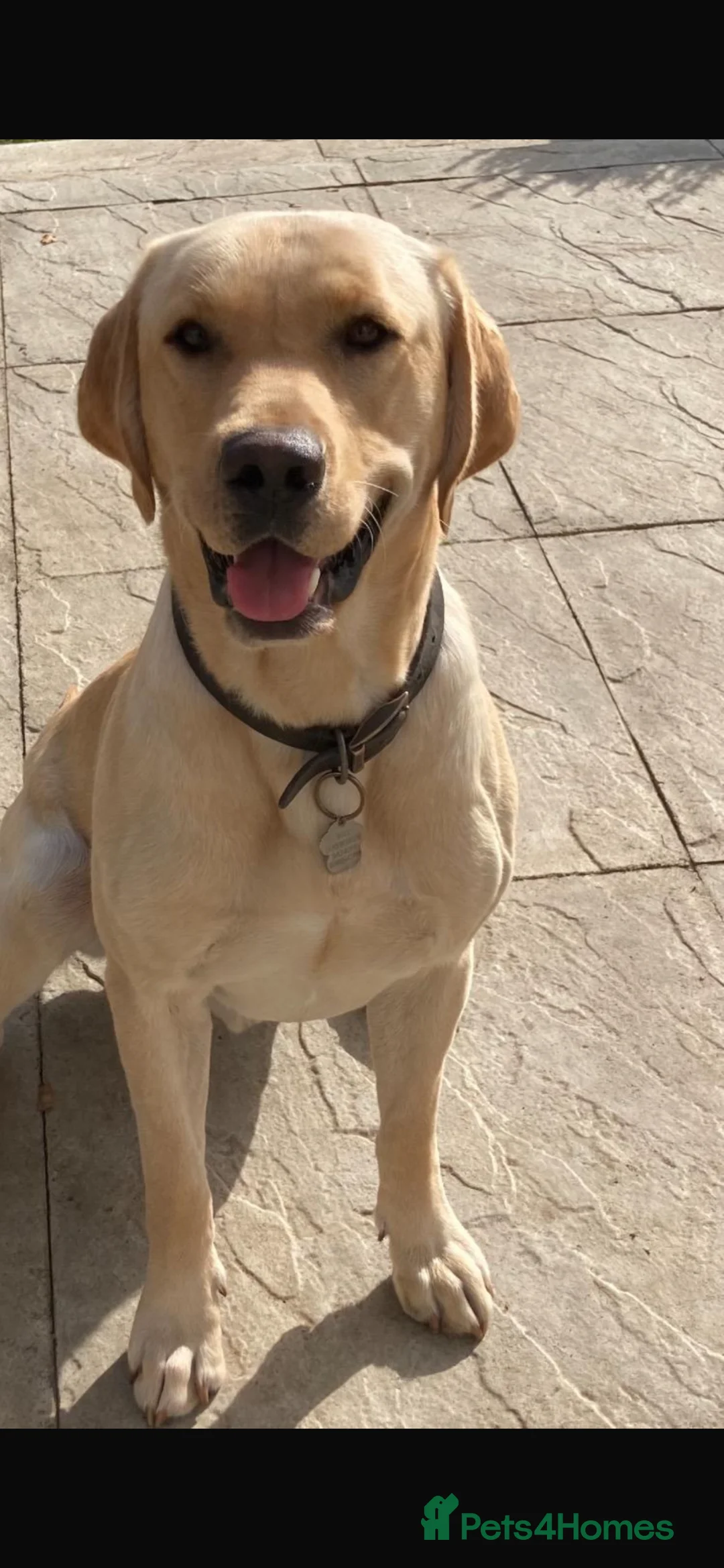 Labrador Retriever dogs for sale: Fantastic Royal Kennel Club Puppies  - Advert 12