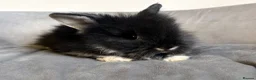 Lionhead rabbits for sale: Pure Bred Double Maned Lionhead babies   - Advert 9