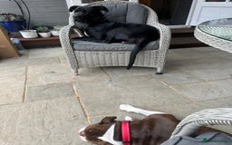 Cane Corso dogs for sale: Female Cane Corso Looking for loving home - Image 2