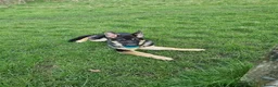 German Shepherd dogs for sale: Female German shepherd  in Stockport - Advert 3