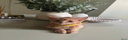 Abyssinian cats for sale: Pure pedigree fawn Abyssinian kittens 🐱  - Advert 7