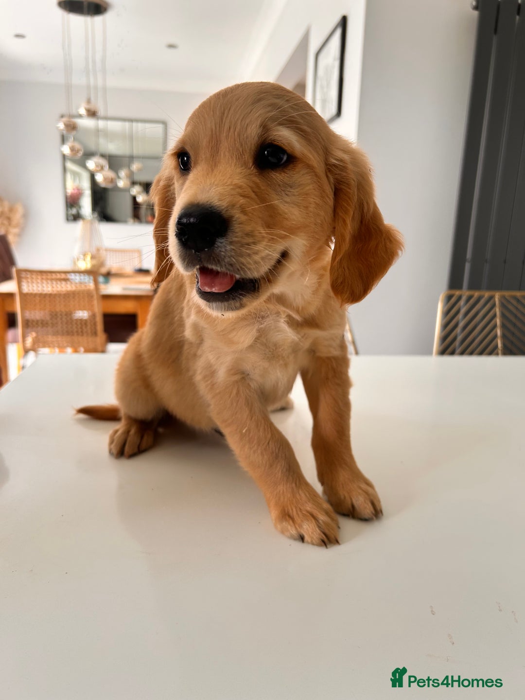 Golden Retriever dogs for sale: Golden Retriever Puppies  - Image 12