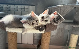 Scottish Fold cats for sale: 5 kittens Ready to find their forever homes  - Image 1