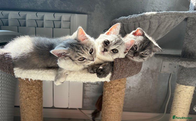 Scottish Fold cats - Advert 1
