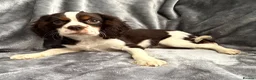 Cavalier King Charles Spaniel dogs for sale: HOUSE TRAINED  KC EXTENSIVELY HEALTH TESTD PUPS  - Advert 7