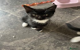 British Shorthair cats for sale: Tuxedo cats for sale  - Image 4