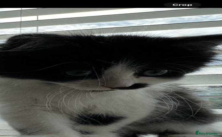 Ragdoll cats - Advert 1
