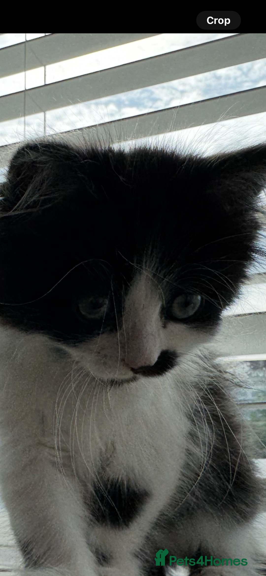 Ragdoll cats for sale: Female half ragdoll  - Image 1