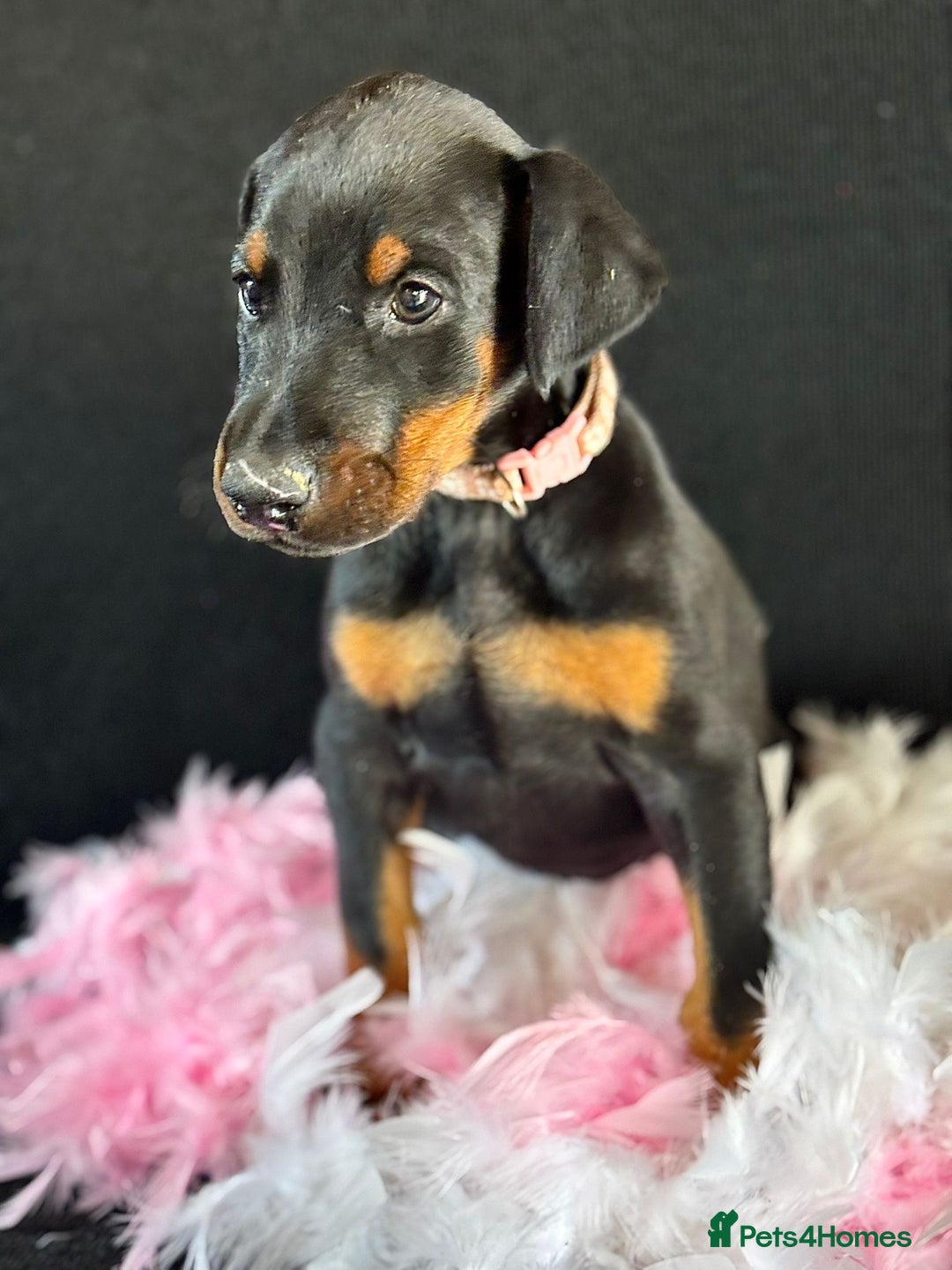 Dobermann dogs for sale: Welcoming the Disco Dobermans litter  - Image 23