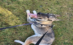 Mixed Breed dogs for sale: Belgian malinois crossed with Siberian husky - Image 1