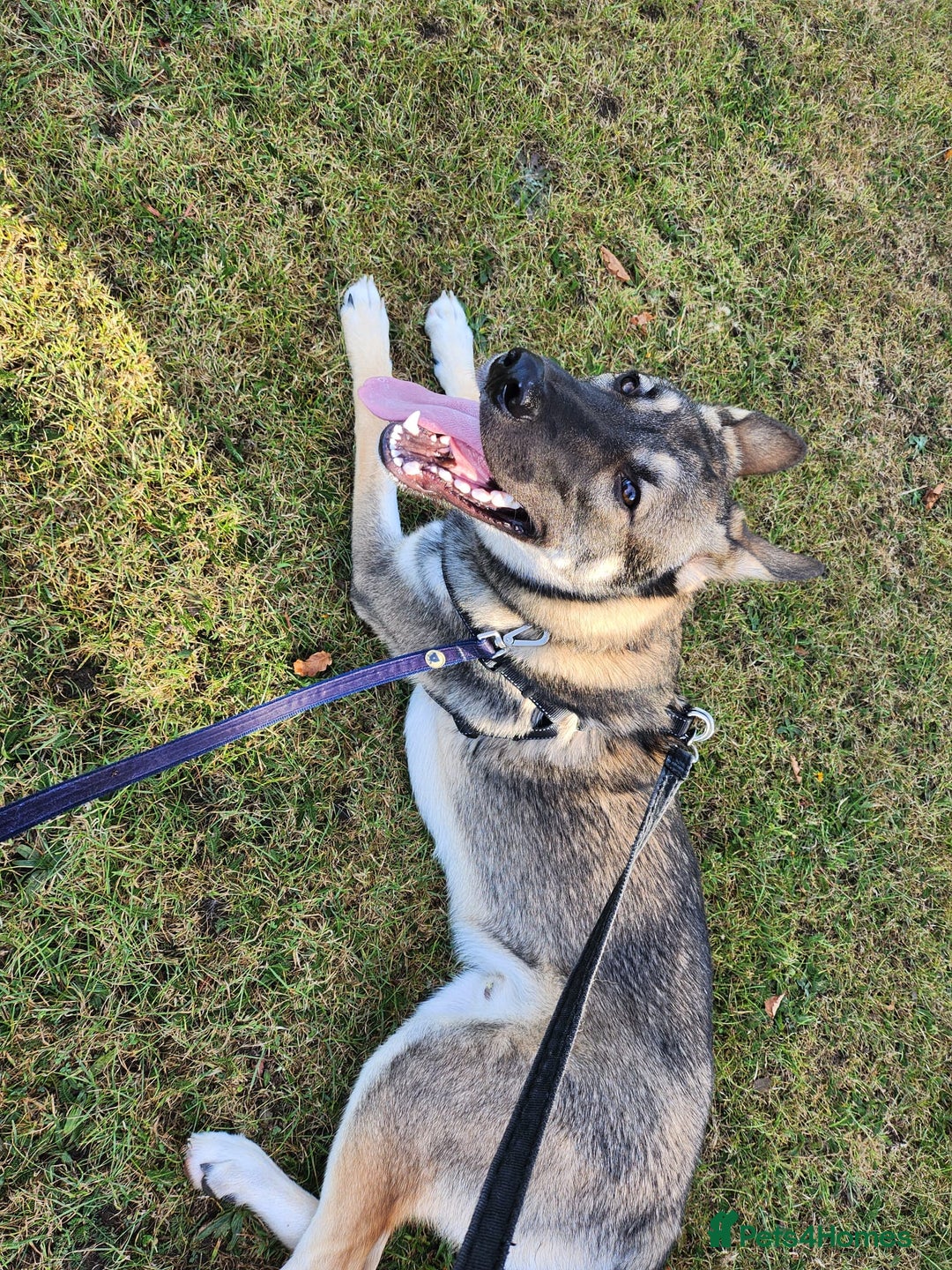Mixed Breed dogs for sale: Belgian malinois crossed with Siberian husky - Image 1