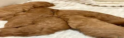 Cavapoo dogs for sale: Cavapoo Pups  - Advert 8