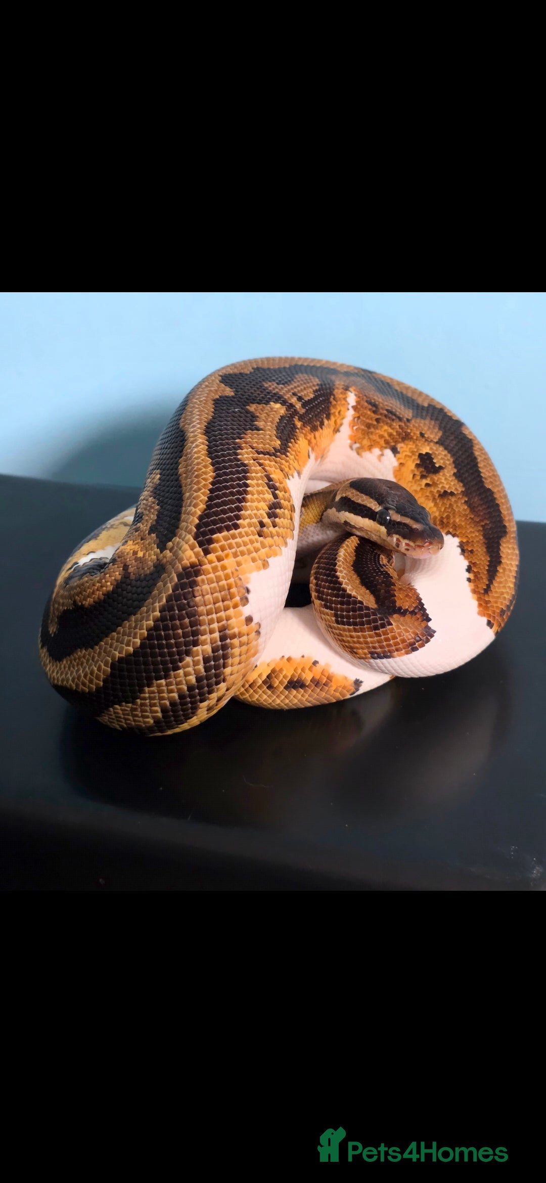 Python Snake reptiles for sale: Yellowbelly Piebald Het Dessert Ghost Ball Python - Advert 1