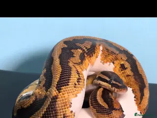 Python Snake reptiles Yellowbelly Piebald Het Dessert Ghost Ball Python - Advert 4