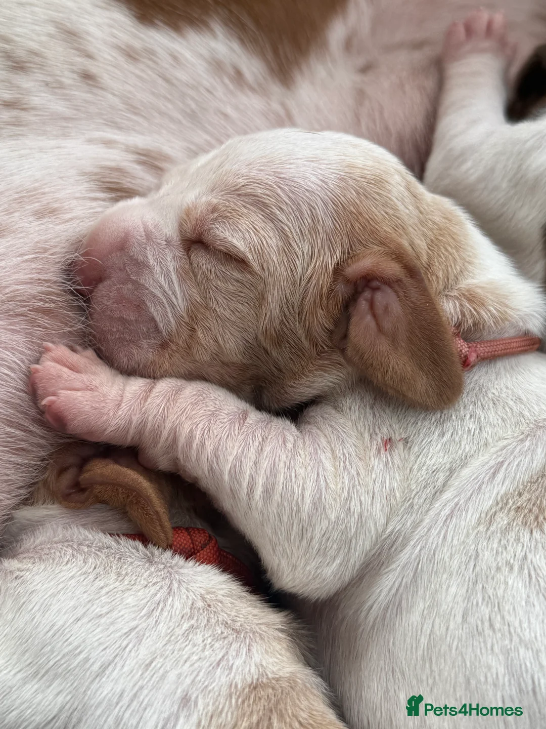 Bracco Italiano dogs for sale: One female puppy available for reservation  - Advert 25