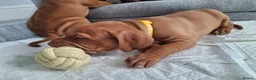 Hungarian Vizsla dogs for sale: Hungarian vizsla puppies  - Advert 18