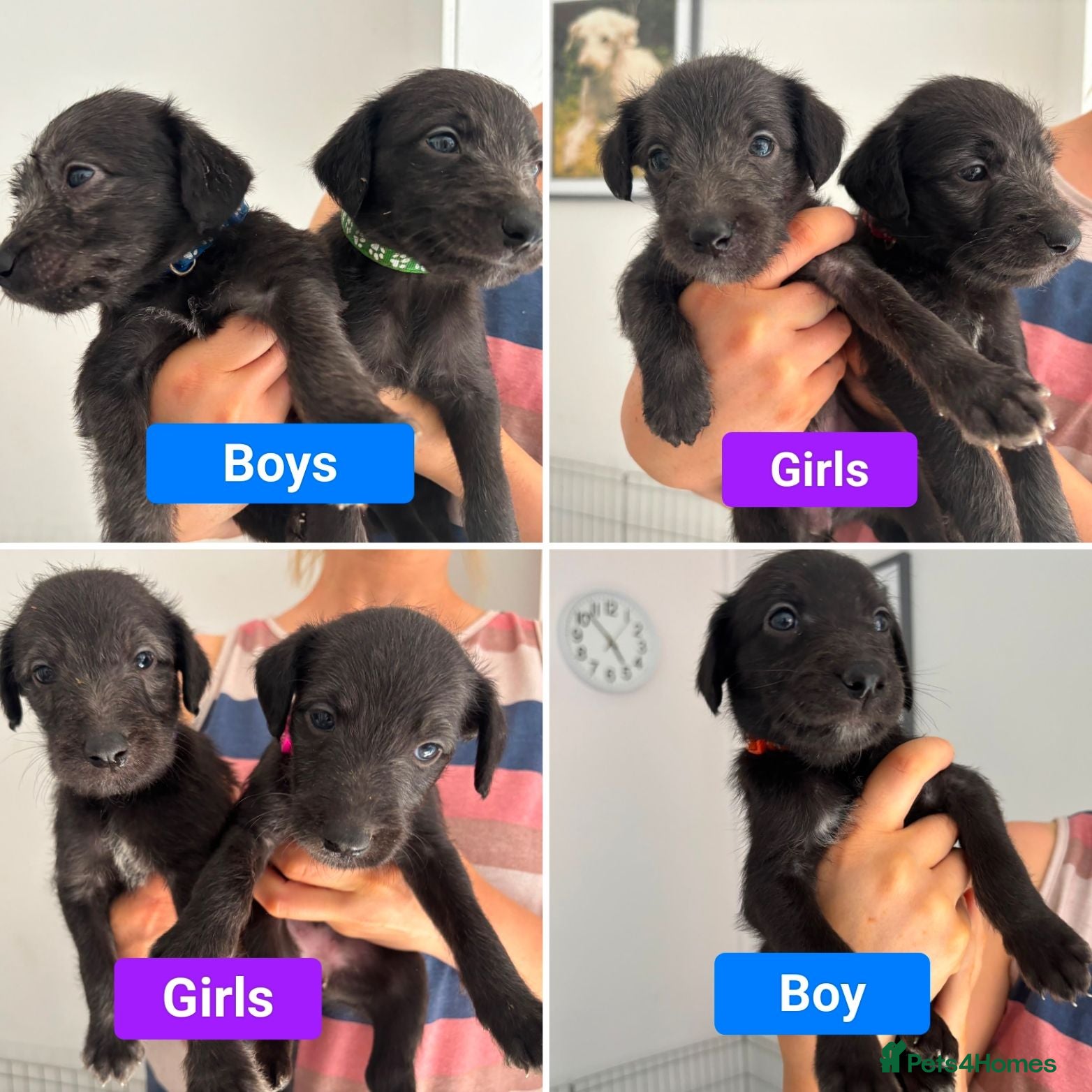 Mixed Breed dogs Beautiful Bedlington Whippet Puppies For Sale - Advert 1