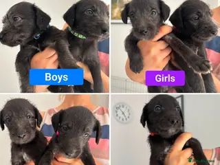 Mixed Breed dogs Beautiful Bedlington Whippet Puppies For Sale - Advert 1