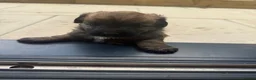 Jackapoo dogs for sale: Beautiful litter of f1 jackapoo puppies  - Advert 15