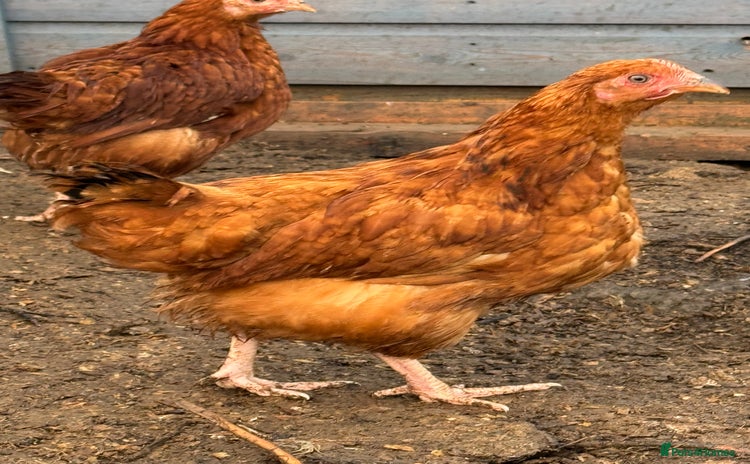 Chickens poultry - Advert 6