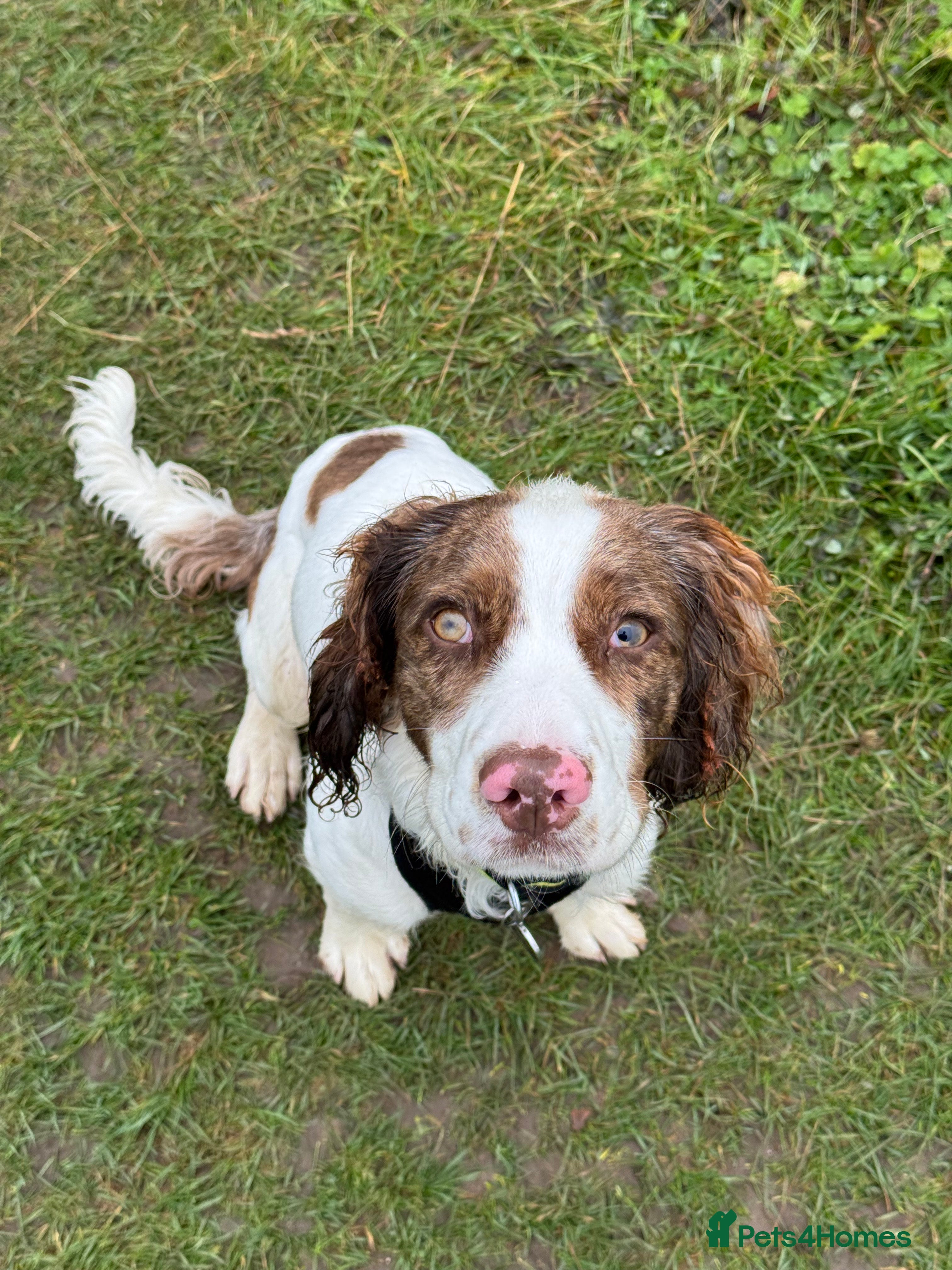 Cocker Spaniel dogs Cocker Spaniel Puppy - Advert 1