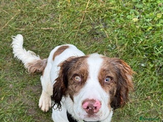 Cocker Spaniel dogs Cocker Spaniel Puppy - Advert 1