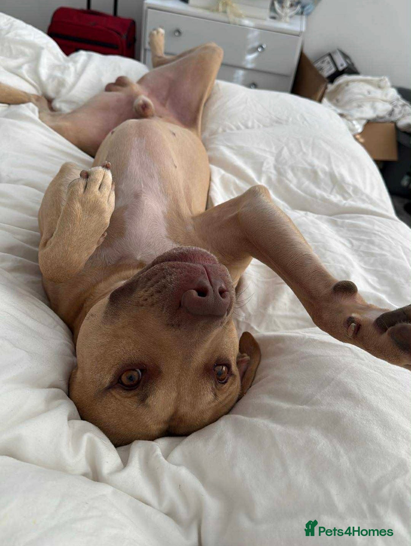 Mixed Breed dogs 2 year old male staffy cross  - Advert 2
