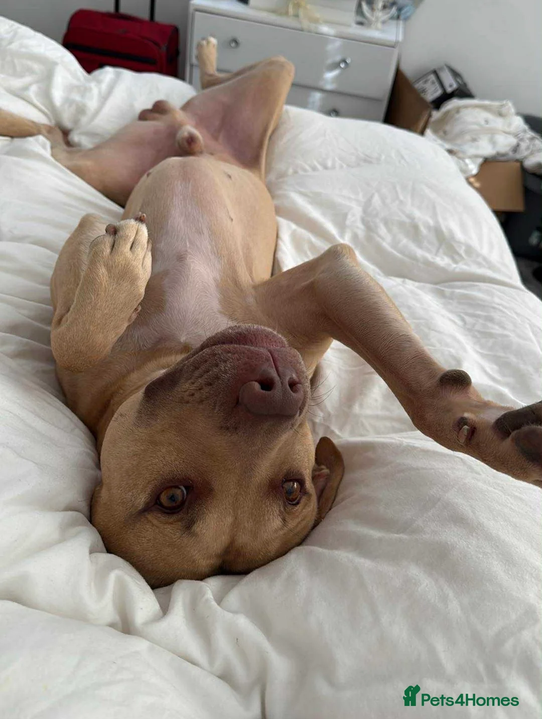 Mixed Breed dogs for sale: 2 year old male - Advert 1