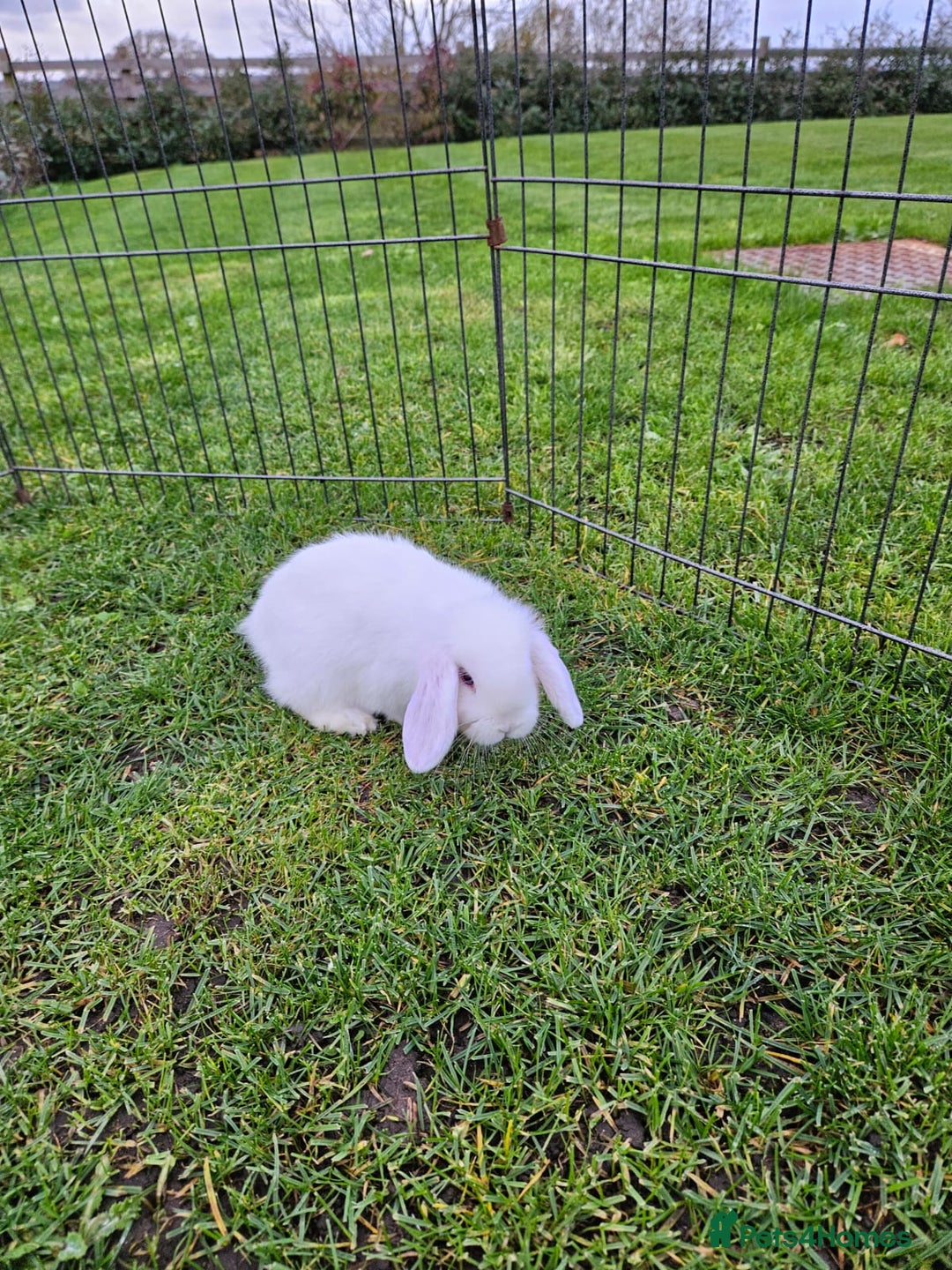 Mini Lop rabbits for sale: ❤️Purebread mini lops for sale❤️ - Advert 16