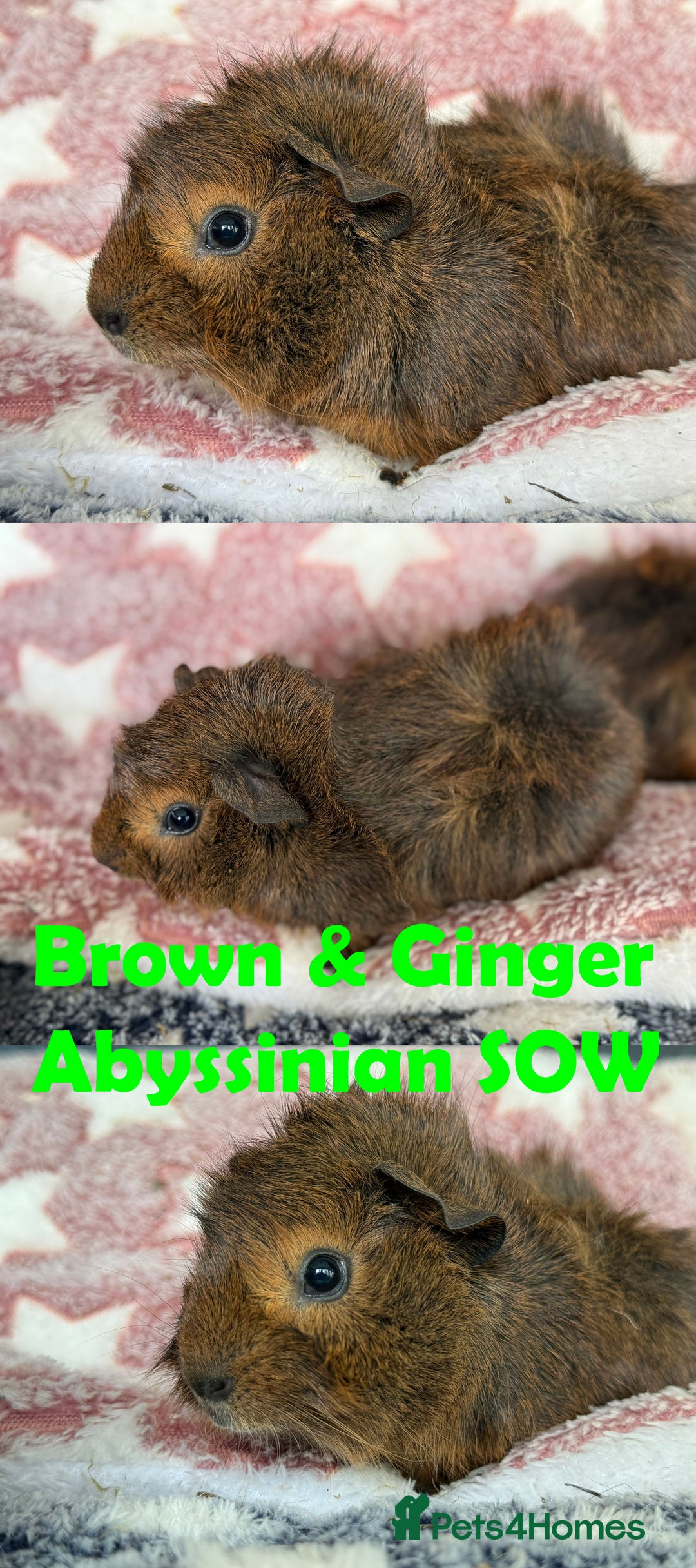 Guinea Pig rodents for sale: BOAR and SOW Abyssinian and Rex baby Guinea Pigs - Advert 6